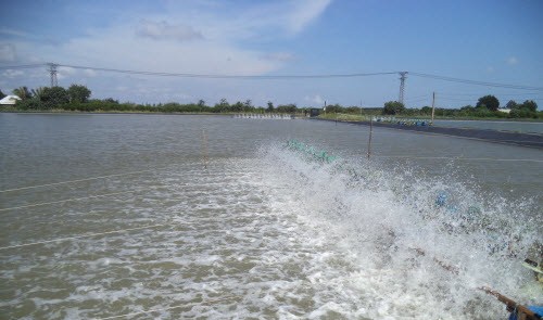 Chuẩn bị và xử lý nước nuôi tôm theo đúng quy trình để đạt hiệu quả cao